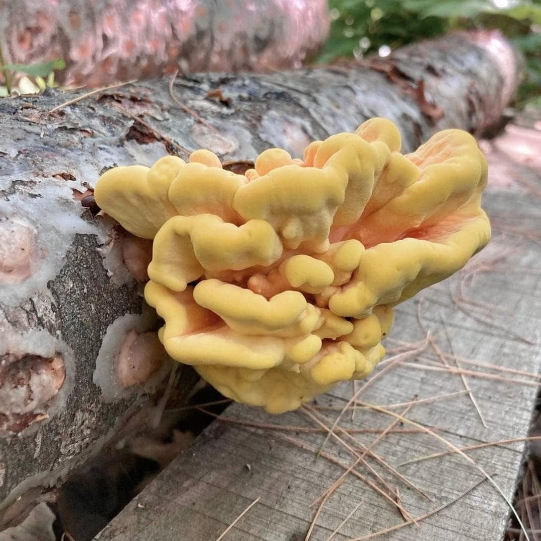 Organic Chicken of the Woods (100 Ct) Mushroom Plugs for Logs | Premium Mushroom Plug Spawn | Handmade in Maine, USA | Grow Gourmet Mushrooms Outdoors on Logs | Laetiporus Sulphureus