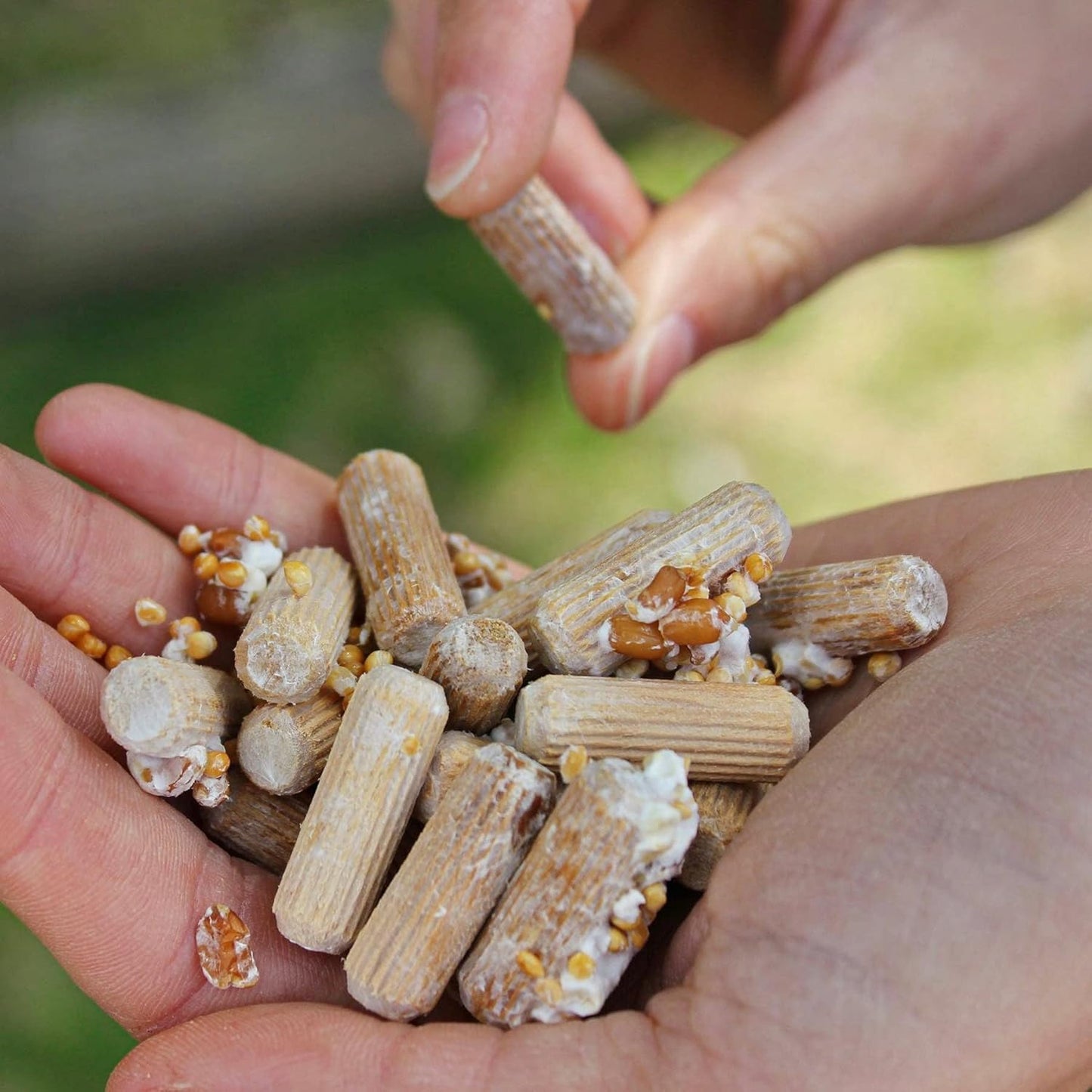 Organic Chicken of the Woods (100 Ct) Mushroom Plugs for Logs | Premium Mushroom Plug Spawn | Handmade in Maine, USA | Grow Gourmet Mushrooms Outdoors on Logs | Laetiporus Sulphureus
