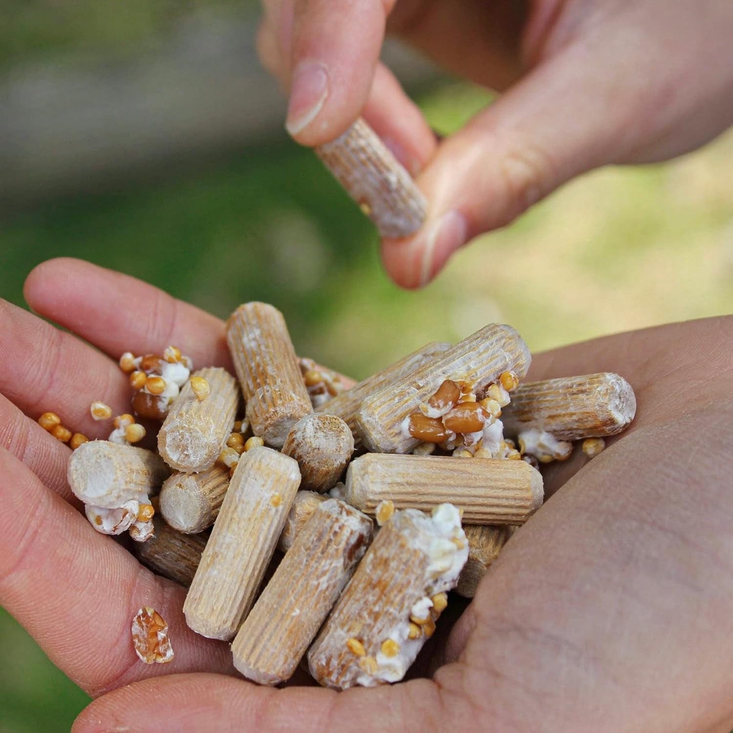 Organic Chicken of the Woods (100 Ct) Mushroom Plugs for Logs | Premium Mushroom Plug Spawn | Handmade in Maine, USA | Grow Gourmet Mushrooms Outdoors on Logs | Laetiporus Sulphureus