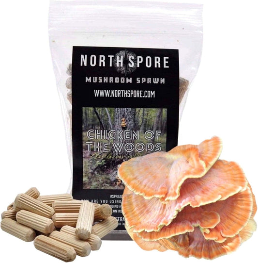 Organic Chicken of the Woods (100 Ct) Mushroom Plugs for Logs | Premium Mushroom Plug Spawn | Handmade in Maine, USA | Grow Gourmet Mushrooms Outdoors on Logs | Laetiporus Sulphureus