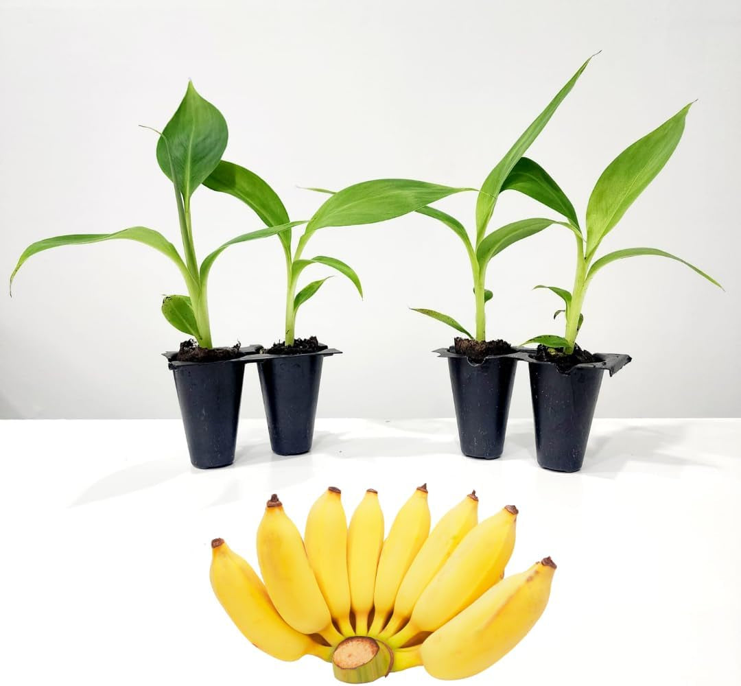 Banana Tree Dwarf Cavendish Live Tree for Sale (4 Pack) | Easy to Grow Plants | Edible Fruit Plant for Sustainable Living | Grow Your Own Food on Your Edible Organic Garden| Live for Planting|