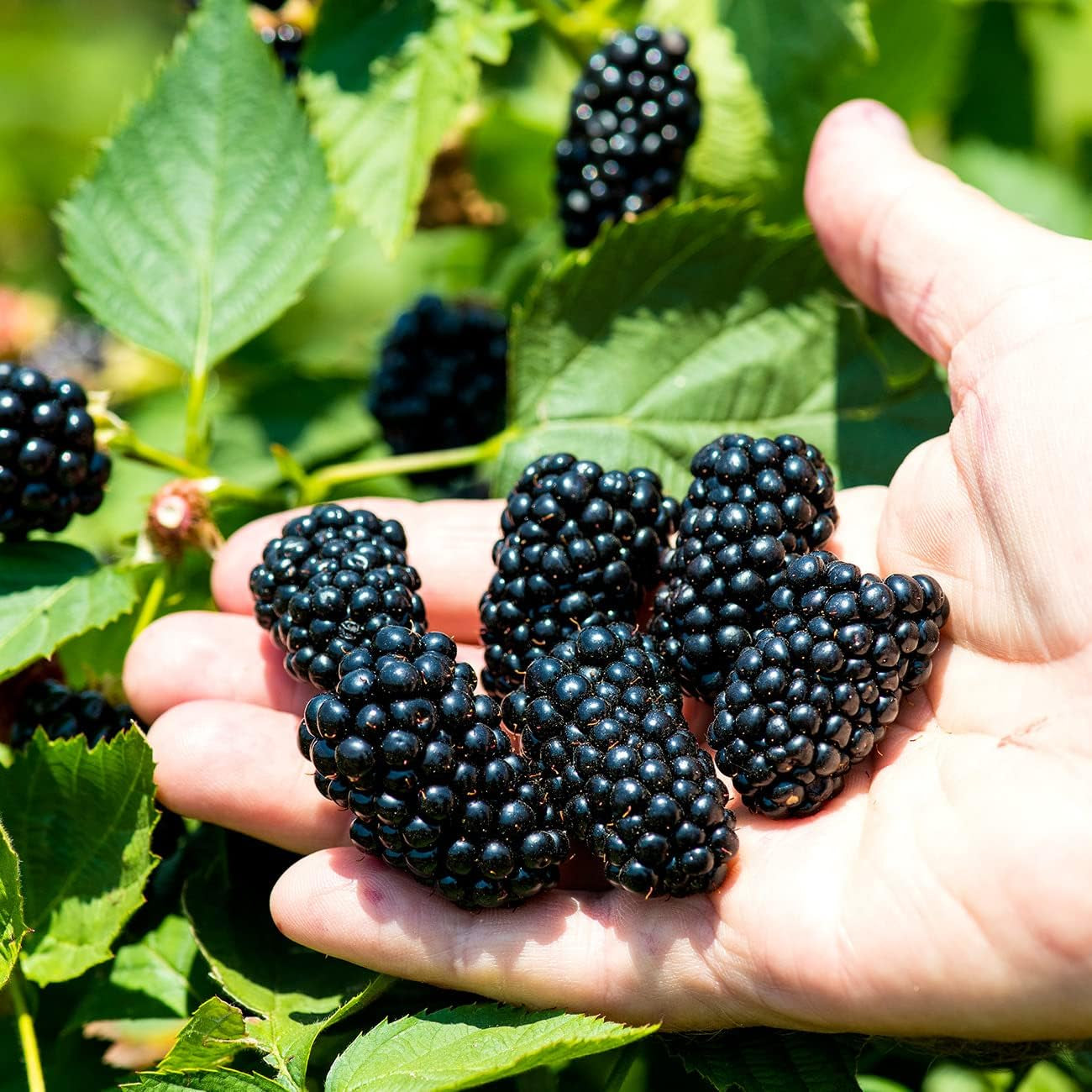 Apache Blackberry Bush 1 Gallon | Live Thornless Fruit for Outdoor Planting | Fresh Fruits for Home Gardens | Dark Purple Berries Emerge during Early Summer