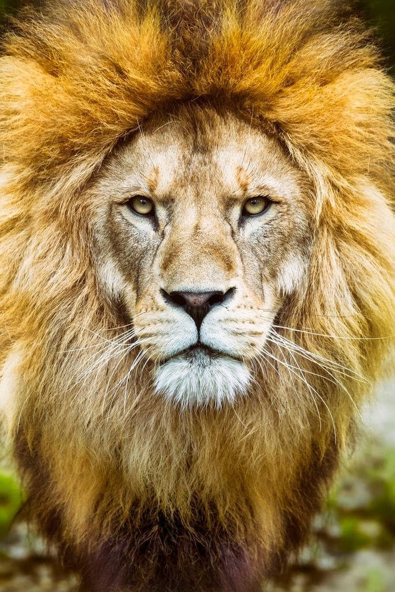 African Lion Head Shot Male Lion Mane Lion Posters for Wall Lion Pictures Wall Decor Picture of Lions African Travel Poster Safari Picture Lions Home Decor Pride Cool Wall Art Print Poster 16X24