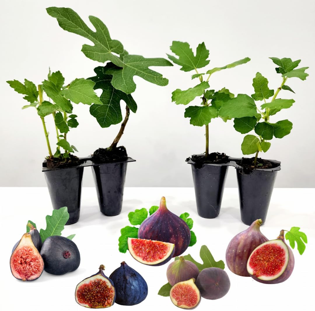 Fig Trees (4 Pack) Edible Fruit Plant from Our Optimal Picks | Easy to Grow Plants for Sustainable Living | Grow Your Own Food on Your Edible Organic Garden | Live for Planting | No Seeds