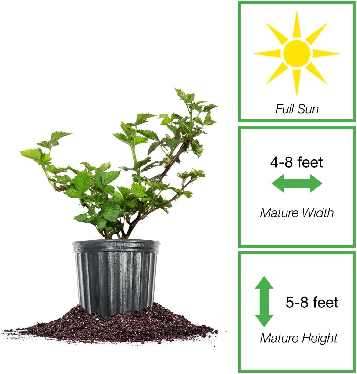 Apache Blackberry Bush 1 Gallon | Live Thornless Fruit for Outdoor Planting | Fresh Fruits for Home Gardens | Dark Purple Berries Emerge during Early Summer