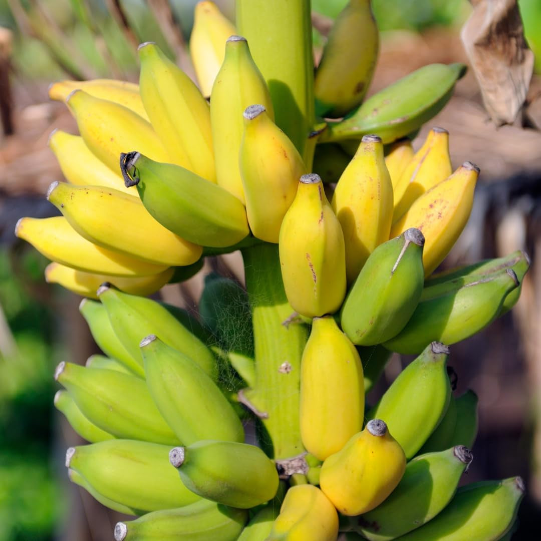 Banana Tree Dwarf Cavendish Live Tree for Sale (4 Pack) | Easy to Grow Plants | Edible Fruit Plant for Sustainable Living | Grow Your Own Food on Your Edible Organic Garden| Live for Planting|