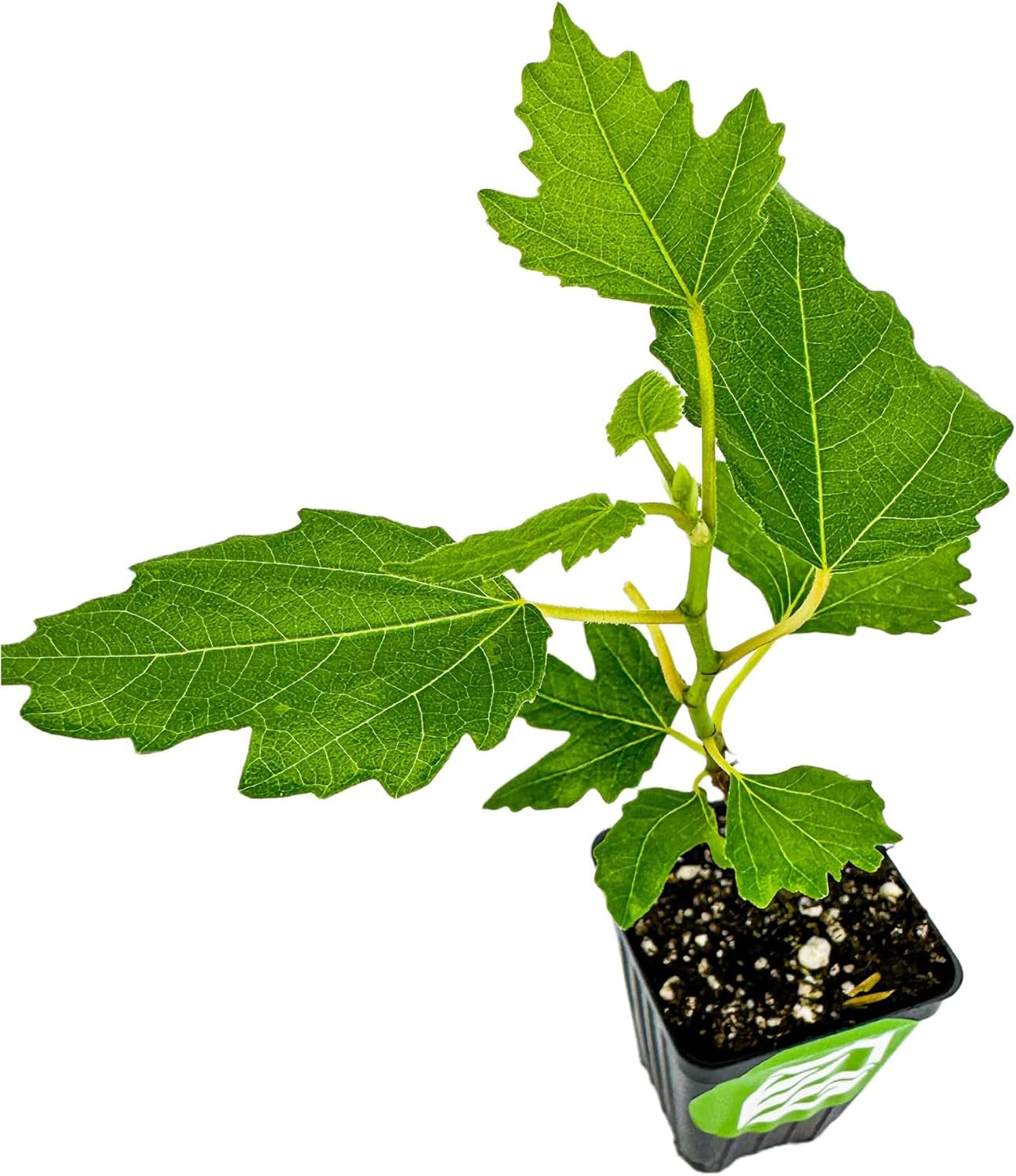 Beer'S Black Fig Tree (Dwarf Habit) Live Plant - Ficus Carica 'Beer'S Black' -  - Cold-Hardy Fig, Dwarf Fig Tree, Compact Fig Plant - Fruit Bearing Starter Tree